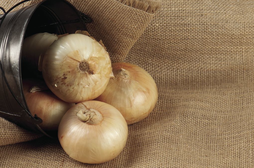 Pantyhose for onions.